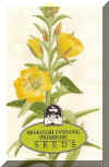 wildflower Missouri Evening Primrose 250.jpg (72584 bytes)